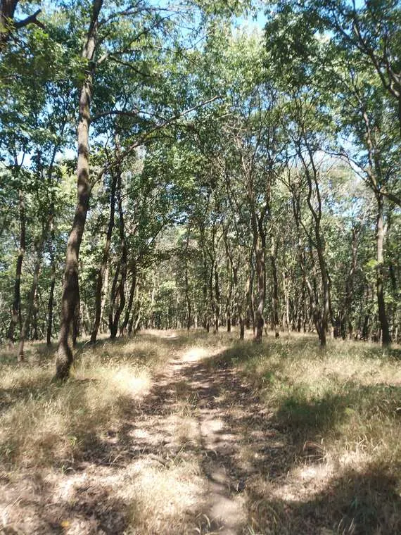 Erdei ösvény a gerincen